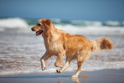 Focused young golden retriever running on the beach