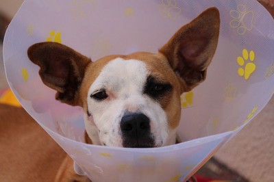 Hundekrankenversicherung – keine Angst vor hohen Tierarztkosten