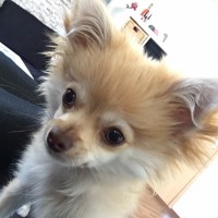 Chihuahua-Rüde Teddy ist ein echter Held