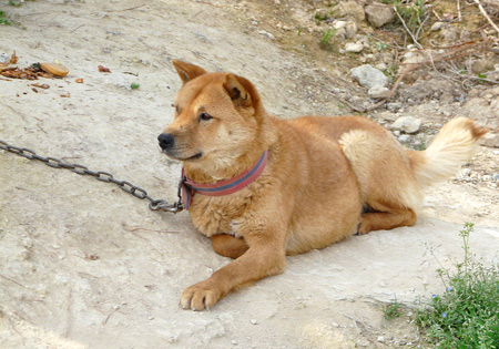 Korea Jindo Dog
