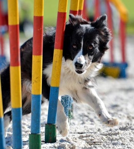 Hund beim Sport