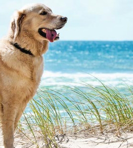 Hund am Strand