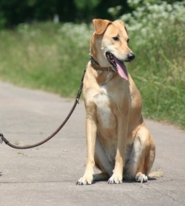 Fahrradfahren mit dem Hund