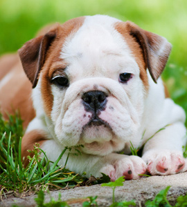 Wann soll der Hund mit dem lernen anfangen