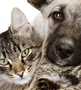 Hund und Katze