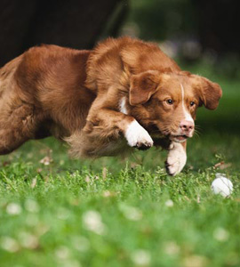 Dog Agility