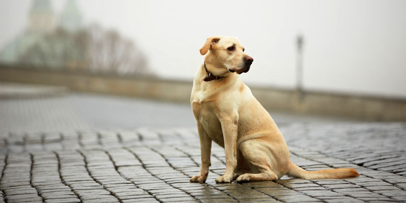 Hund entlaufen - was nun