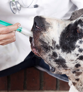 Mit dem Hund zum Tierarzt