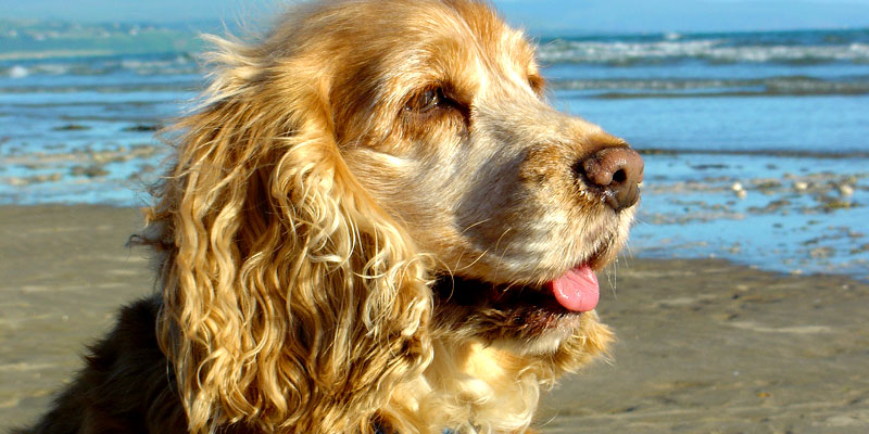 English Cocker Spaniel