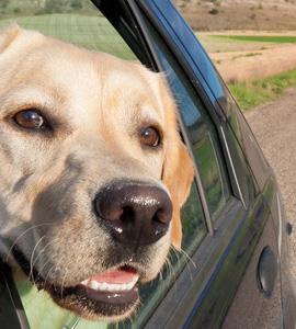 Hund im Auto