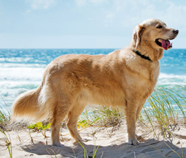 Golden Retriever