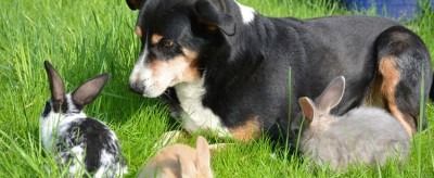 Hunde im Zoo und Tierpark