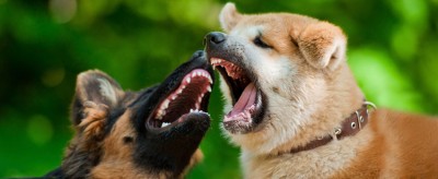 Hundeangriff - Wie verhalte ich mich am besten?