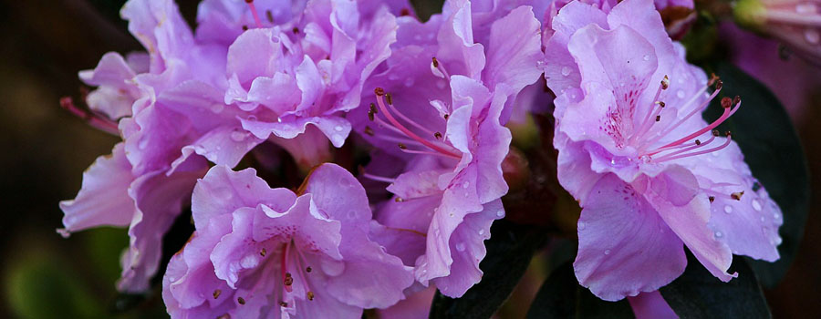 Vorsicht Diese Pflanzen sind Gift für den Hund Hunde.de