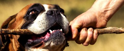 Vorsicht Hunde-Diebstahl