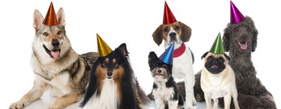 Hunde an Silvester