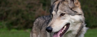 Den Wolf im Wohnzimmer