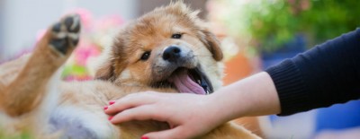 Hundehaftplfichtversicherung