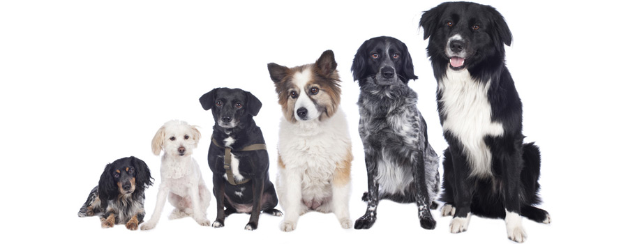 Welcher Hunderassen-Typ bist du?