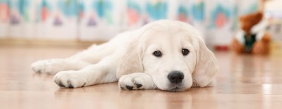 Diese Hunde eignen sich für die Wohnungshaltung