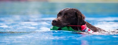 #hundimfreibad