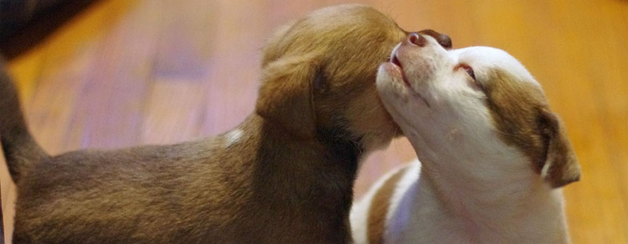 Pfotenstrecke: Die 10 süßesten Hundewelpen