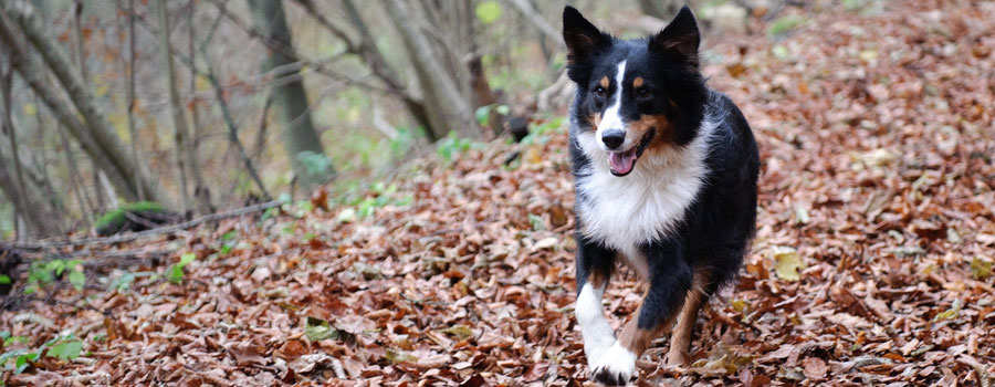 Positive Eigenschaften des Schwarzkümmelöls für Hunde