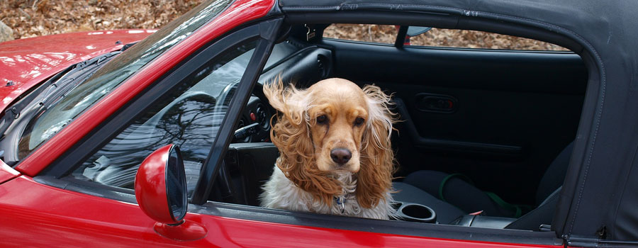 Autofahren mit Hund