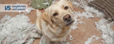 Welche Versicherungen schützen meinen Hund?