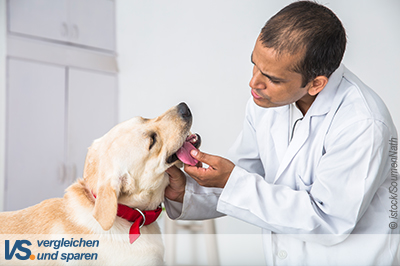 Hundekrankenversicherung – keine Angst vor hohen Tierarztkosten