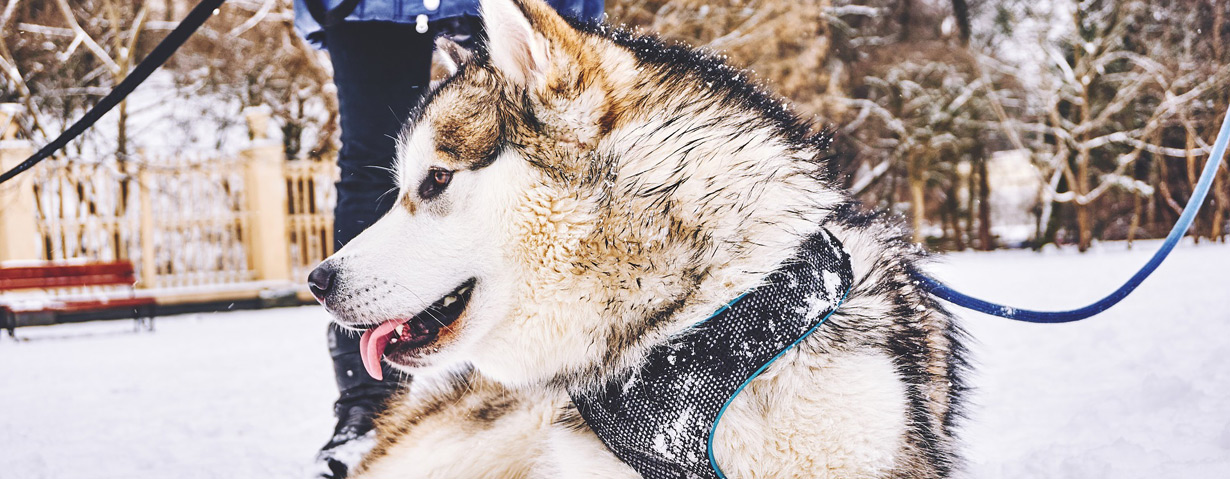 Hundepfoten vor und nach dem Schnee-Spaziergang unbedingt gut pflegen