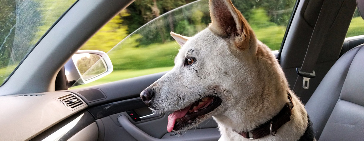 Steigende Temperaturen: Hunde jetzt keinesfalls im Auto zurücklassen