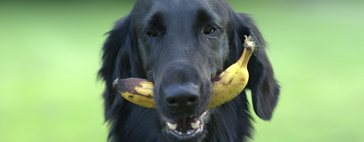 BARFen bei Hunden: Geeignete Obst- und Gemüsesorten