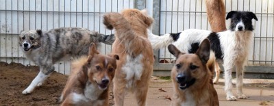 Das Leben mit Hund in Corona-Zeiten