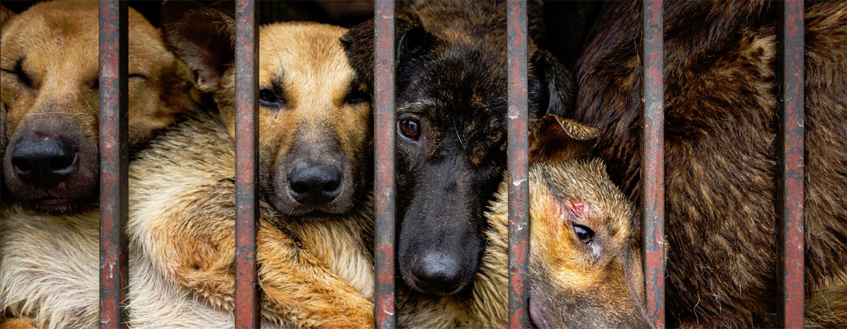 VIER PFOTEN fordert ein Verbot von Hunde- und Katzenfleischhandel in China
