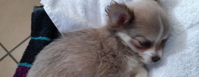 Einer der Welpen aus dem Transport, der sich derzeit in Obhut des Tierheims Wunsiedel befindet.