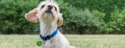 Haustierregister FINDEFIX für Tierhalter weiter erreichbar
