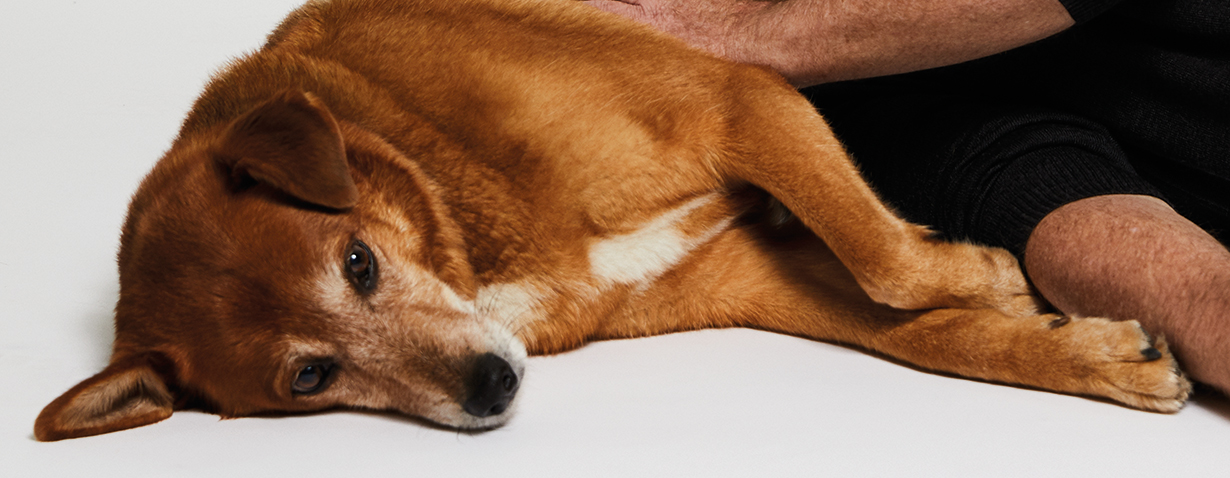 Corona: Schauspieler Jürgen Tonkel appelliert gemeinsam mit Hund Cosmo auf Fotomotiv: „Bitte denkt auch an die Tiere!“
