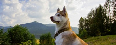 Brutzeit: Hunde bitte anleinen!