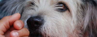 Nach Corona: Muss ich meinen Hund langsam entwöhnen?