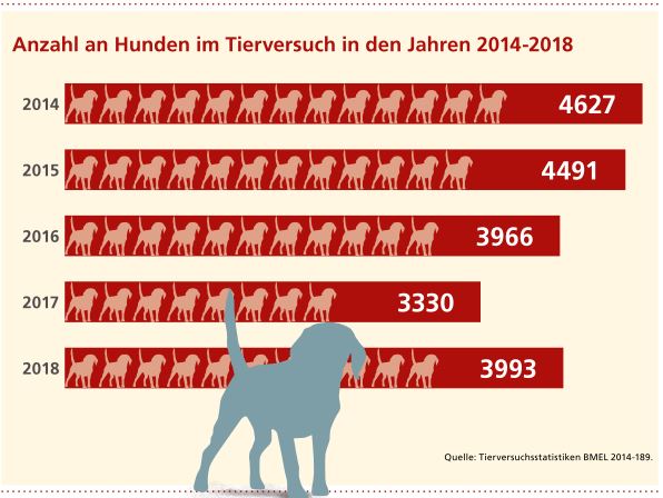 Steigende Zahlen: 2018 wurden insgesamt knapp 4.000 Hunde in Deutschland in Tierversuchen eingesetzt.
