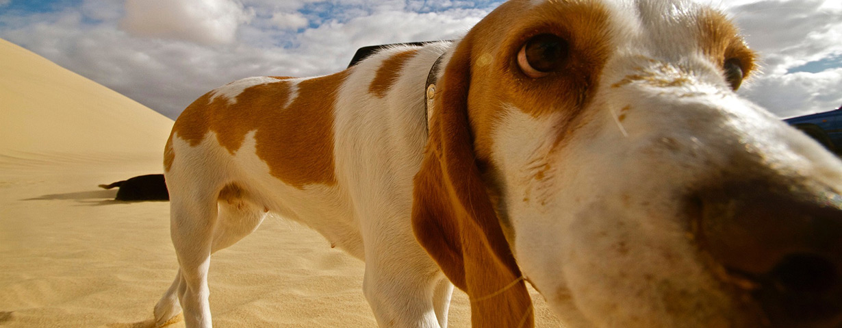 Sommerurlaub auf vier Pfoten: PETA-Expertin gibt neun wichtige Tipps für die Reise mit dem Hund