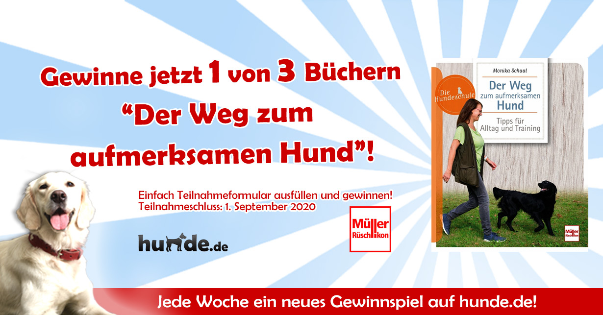 Gewinnspiel Der Weg zum aufmerksamen Hund Hunde.de