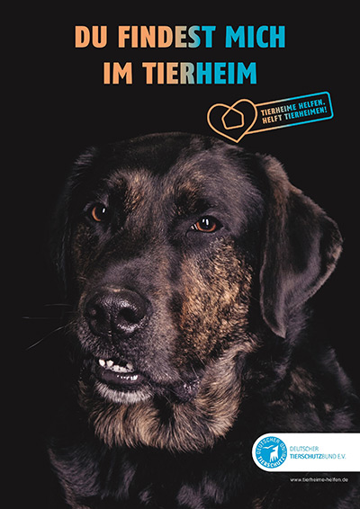 Motiv der Kampagne „Tierheime helfen. Helft Tierheimen!“ mit schwarzem Tierheimhund