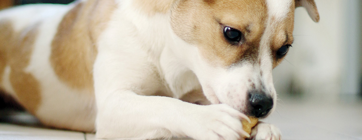 Initiative von PURINA zu Zutaten und Mythen soll Tierliebhabern bessere Einblicke geben, welche Nährstoffbedürfnisse ihr Haustier hat