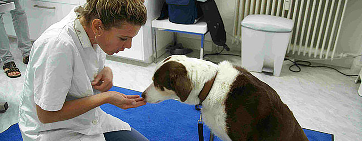 Tierarztbesuch ohne Stress für Tier und Besitzer