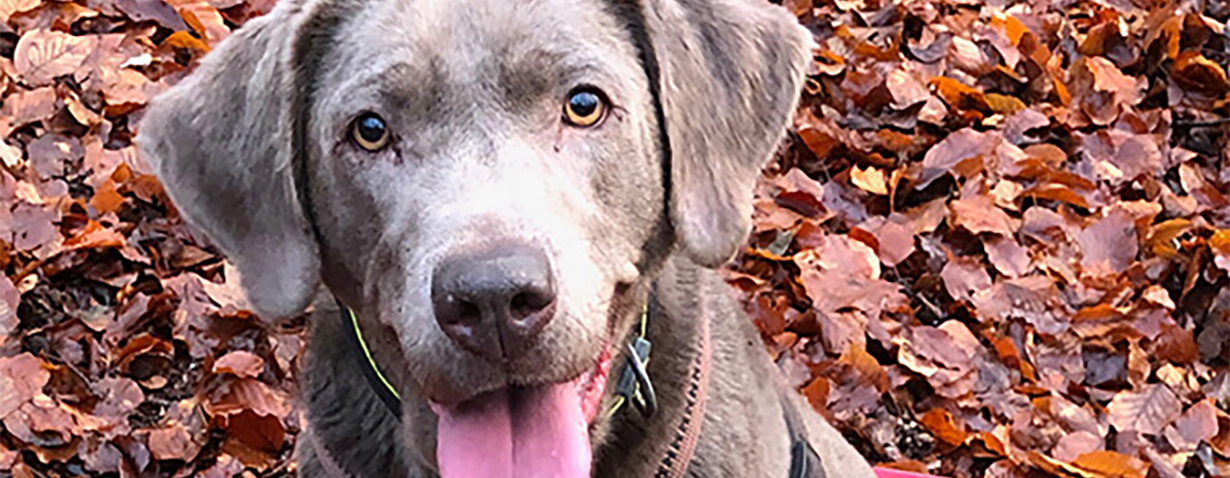 Deutscher Tierschutzbund kürt Labrador-Hündin Roxy zum Tierheimtier des Monats März