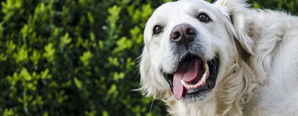 Gefahrenquelle Zähne: PETA-Expertin gibt Tipps zur richtigen Mundpflege bei Hunden und Katzen