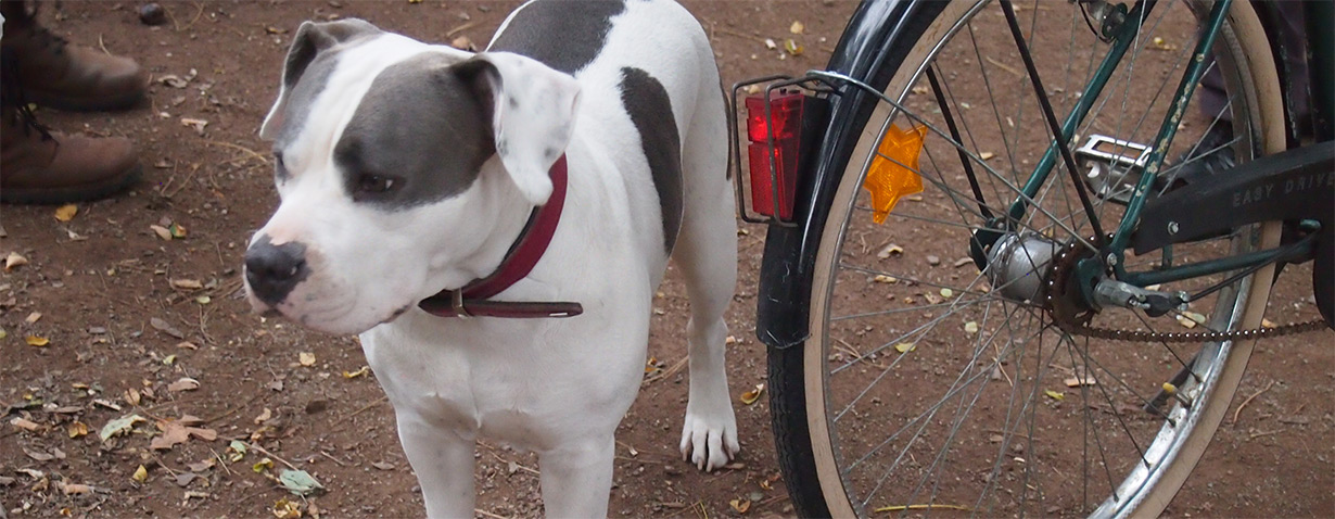 So läuft es rund: VIER PFOTEN gibt Tipps zum Fahrradfahren mit Hund