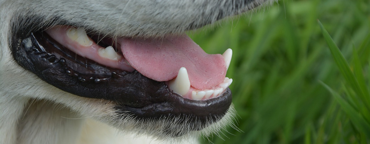 Die richtige Zahnpflege für deinen Hund